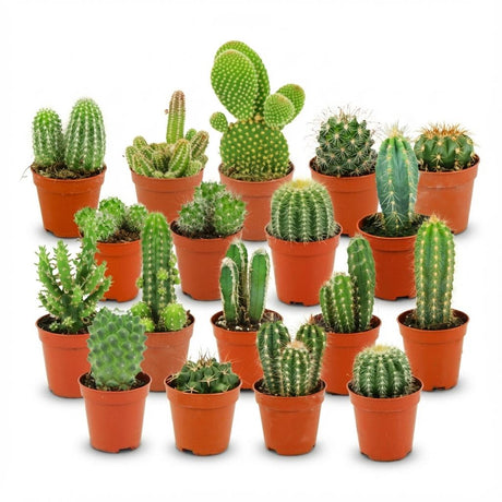 Livraison plante Mix mini Cactus