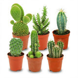 Livraison plante Mix mini Cactus