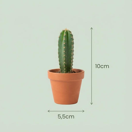 Livraison plante Mix mini Cactus