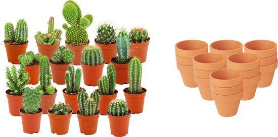 Livraison plante Mix mini Cactus - Pot terracota inclus