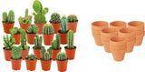 Livraison plante Mix mini Cactus - Pot terracota inclus