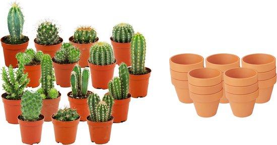 Livraison plante Mix mini Cactus - Pot terracota inclus