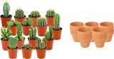 Livraison plante Mix mini Cactus - Pot terracota inclus