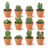 Livraison plante Mix mini Cactus - Pot terracota inclus