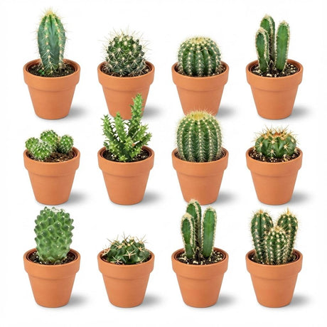 Livraison plante Mix mini Cactus - Pot terracota inclus