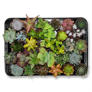 Livraison plante Mix mini Succulente