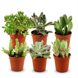 Livraison plante Mix mini Succulente