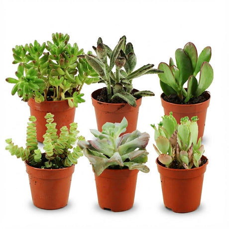 Livraison plante Mix mini Succulente