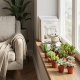 Livraison plante Mix mini Succulente