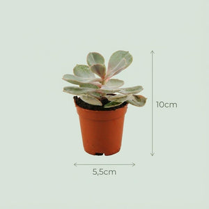 Livraison plante Mix mini Succulentes - Pot terracota inclus