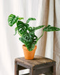 Livraison plante Monstera Adansonii Monkey Leaf