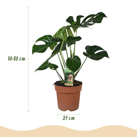 Livraison plante Monstera Deliciosa