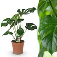 Livraison plante Monstera Deliciosa