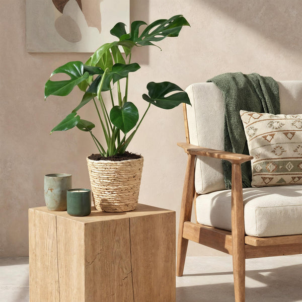 Livraison plante Monstera Deliciosa et panier H75 cm