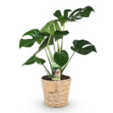 Livraison plante Monstera Deliciosa et panier H75 cm