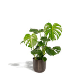 Livraison plante Monstera deliciosa et son cache - pot noir