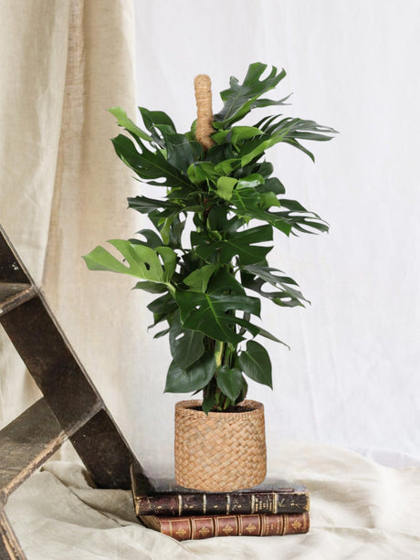 Livraison plante Monstera Deliciosa et son pot