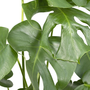 Livraison plante Monstera Deliciosa h55cm
