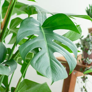 Livraison plante Monstera Deliciosa XL met Torun mand - 120cm - Ø24