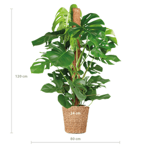 Livraison plante Monstera Deliciosa XL met Torun mand - 120cm - Ø24