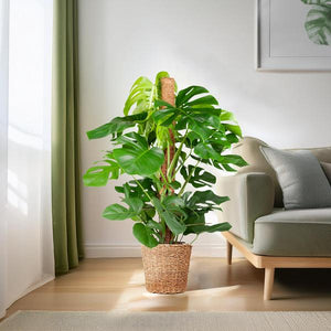 Livraison plante Monstera Deliciosa XL met Torun mand - 120cm - Ø24
