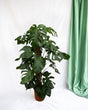 Livraison plante Monstera Pertusum - 120 cm - ø24