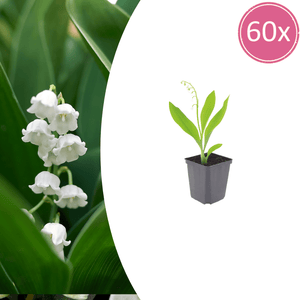 Livraison plante Muguet