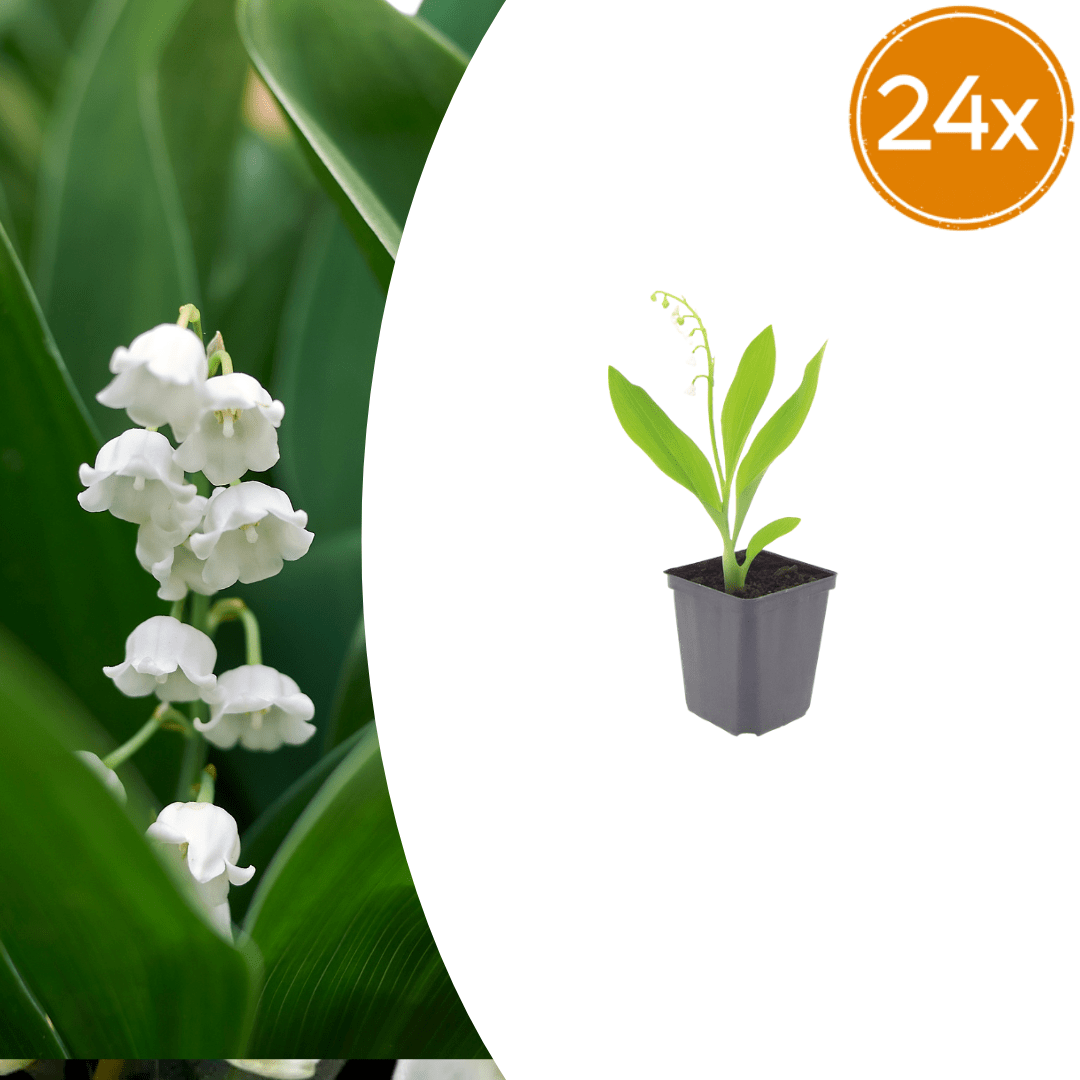 Livraison plante Muguet