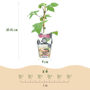 Livraison plante Mûrier Black Satin – Lot de 3 – Pot 9 cm