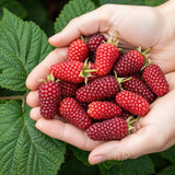 Livraison plante Mûrier - framboisier Tayberry – Lot de 3 – Pot 9 cm