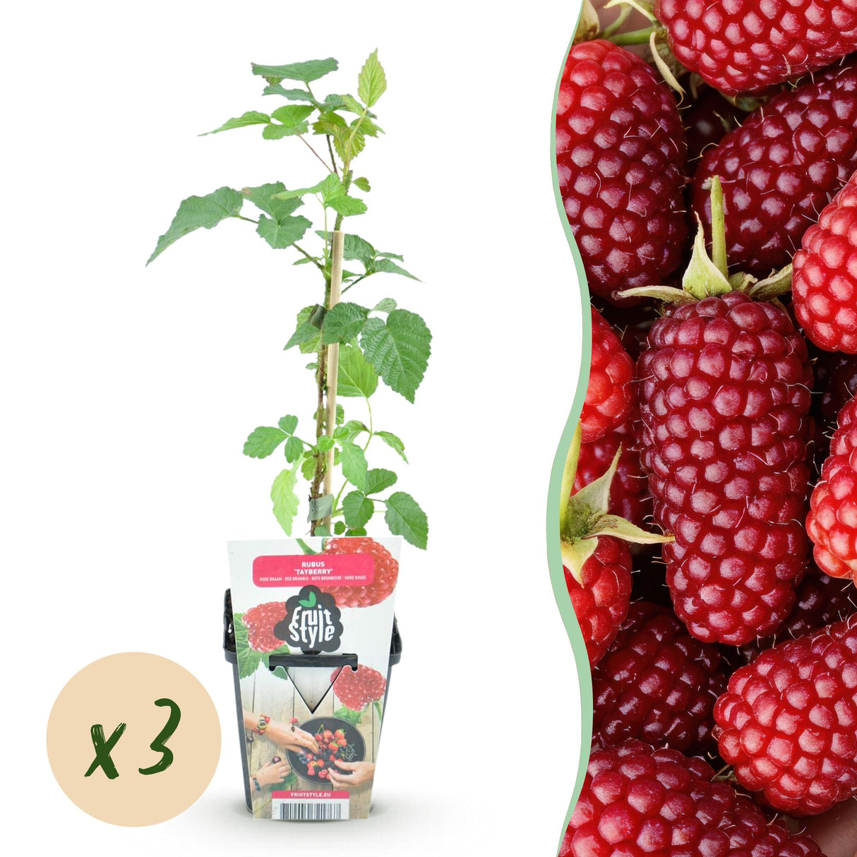 Livraison plante Mûrier - framboisier Tayberry – Lot de 3 – Pot 9 cm