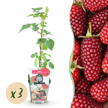 Livraison plante Mûrier - framboisier Tayberry – Lot de 3 – Pot 9 cm