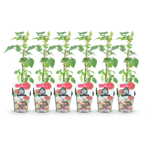 Livraison plante Mûrier - framboisier Tayberry – Lot de 6 – Pot 9 cm