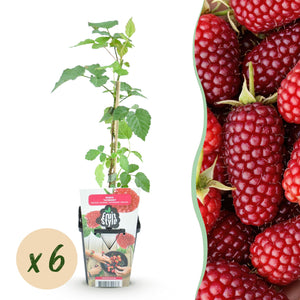 Livraison plante Mûrier - framboisier Tayberry – Lot de 6 – Pot 9 cm