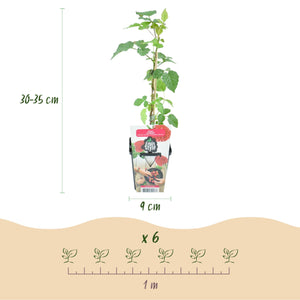 Livraison plante Mûrier - framboisier Tayberry – Lot de 6 – Pot 9 cm