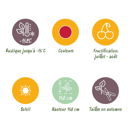 Livraison plante Mûrier - framboisier Tayberry – Lot de 6 – Pot 9 cm