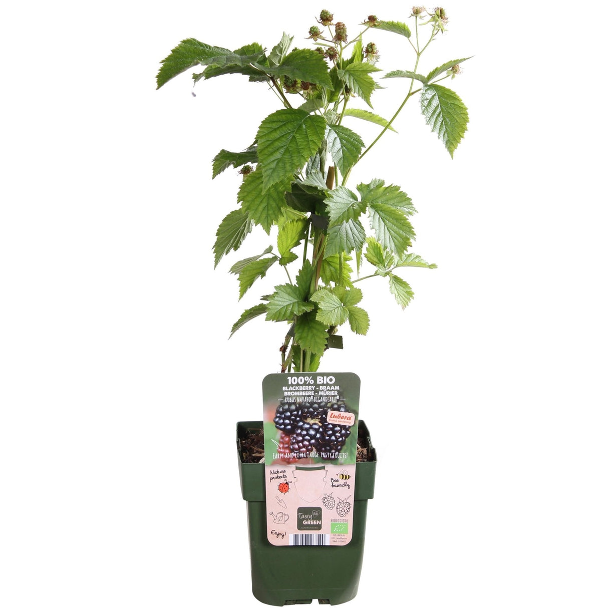 Livraison plante Murier navaho - arbuste fruitier