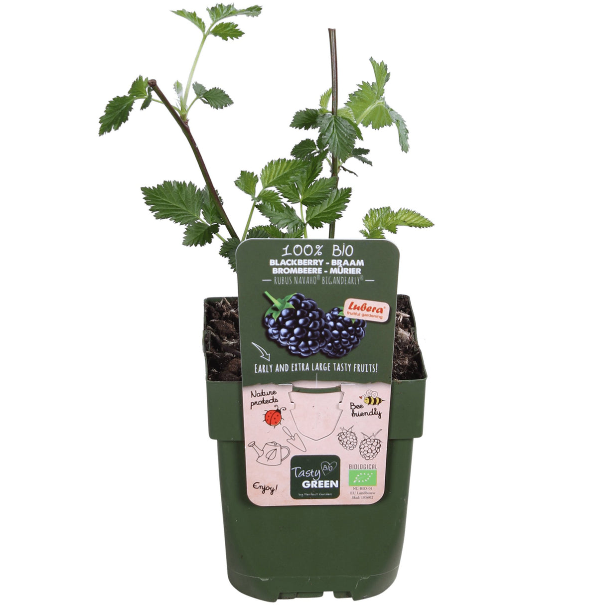 Livraison plante Murier navaho - arbuste fruitier