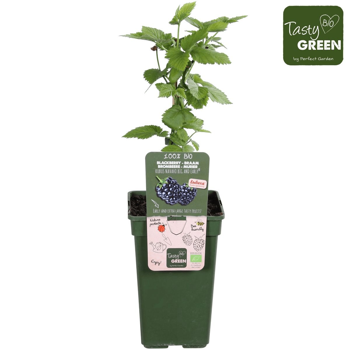 Livraison plante Murier navaho - arbuste fruitier