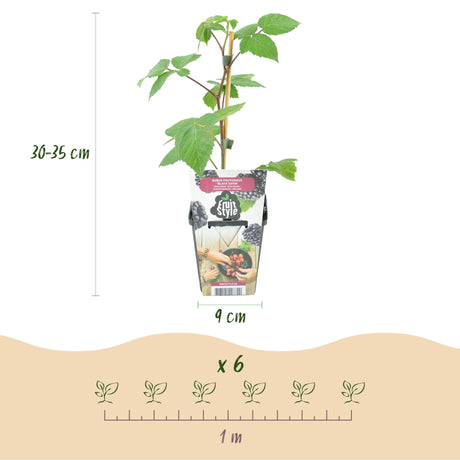 Livraison plante Mûrier Rubus Black Satin – Lot de 6 – Pot 9 cm