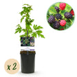 Livraison plante Mûrier Thornfree – Lot de 2 – Pot 11 cm – Hauteur 40 cm