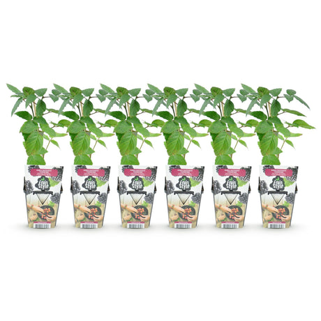 Livraison plante Mûrier Thornfree – Lot de 6 – Pot 9 cm