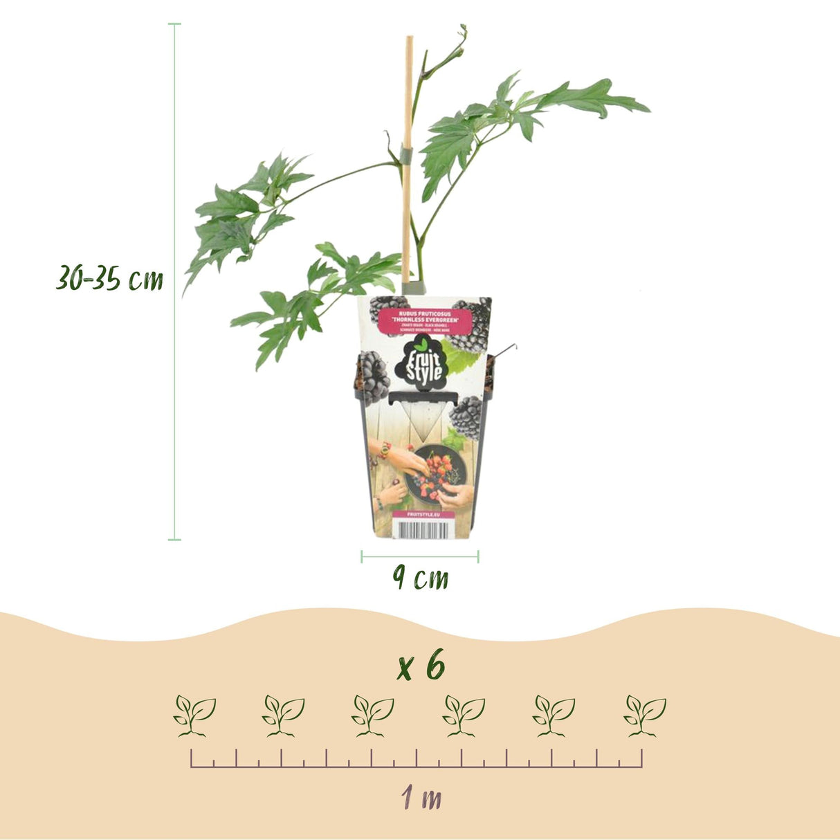 Livraison plante Mûrier Thornless Evergreen – Lot de 3 – Pot 9 cm