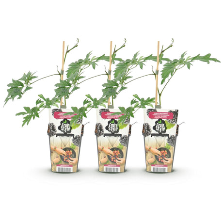 Livraison plante Mûrier Thornless Evergreen – Lot de 3 – Pot 9 cm