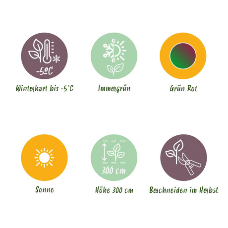 Livraison plante Musa sikkimensis Red Tiger – Lot de 2 – Pot 17 cm