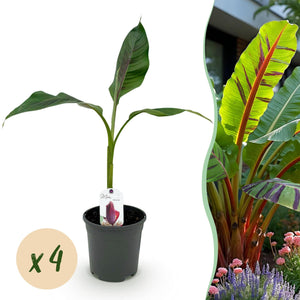 Livraison plante Musa sikkimensis Red Tiger – Lot de 4 – Pot 17 cm