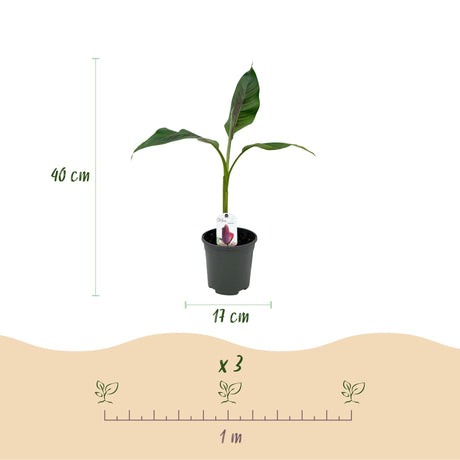 Livraison plante Musa sikkimensis Red Tiger – Lot de 4 – Pot 17 cm