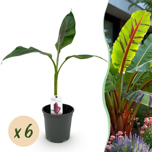 Livraison plante Musa sikkimensis Red Tiger x2