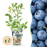 Livraison plante Myrtille Bluecrop – Lot de 3 – Pot 9 cm