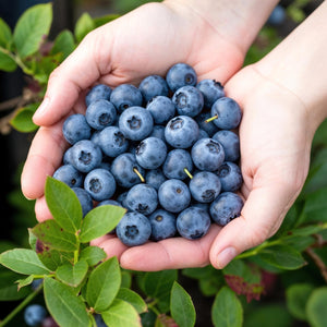 Livraison plante Myrtille Bluecrop – Lot de 3 – Pot 9 cm